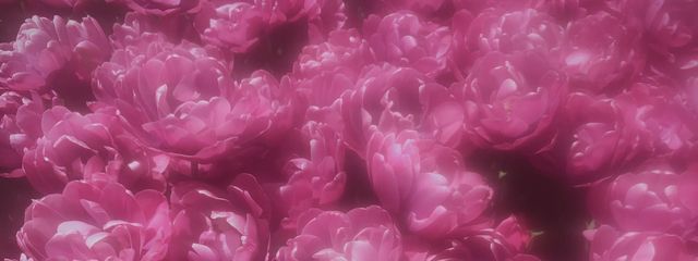 知育菓子さんの壁紙画像