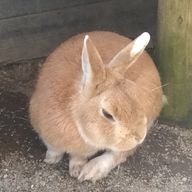 あすかさんのアイコン画像