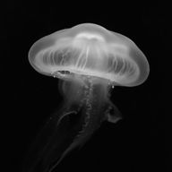 Clear🔗🤍さんのアイコン画像