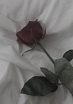 Black rose.