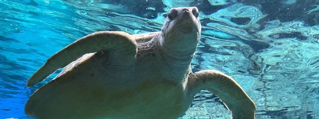 レイアさんの壁紙画像