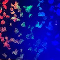 レイアさんのアイコン画像