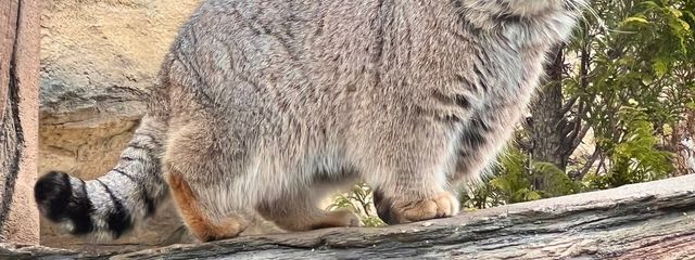 マヌル 𓃠‪🐾さんの壁紙画像