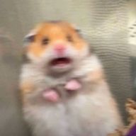 本田‼️さんのアイコン画像