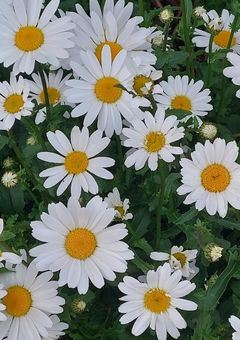 私について(ほぼ地雷カプについて)