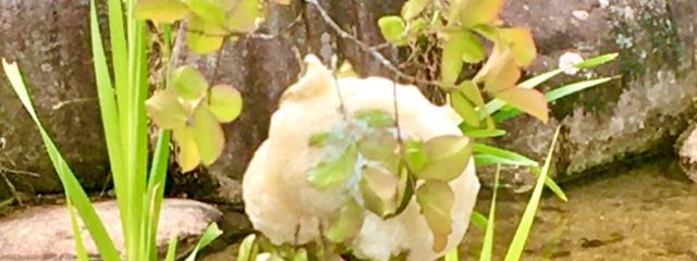 ☔️ 梅雨 🐸さんの壁紙画像