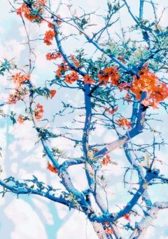 珈琲の匂う、可惜夜