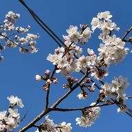 Krxさんのアイコン画像