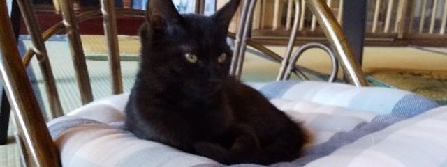 ロアさんの壁紙画像