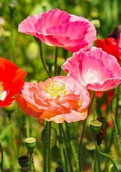 僕の雑談部屋…?　(キャラ崩壊注意☆)　