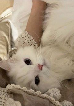  ︎︎ ⋆꙳₁₉₂₀₀₅₂₀