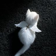 ももさんのアイコン画像