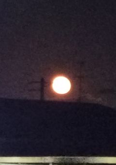 薬屋のひとりごと