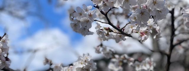 らいらいていさんの壁紙画像