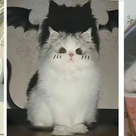 夜桜  美桜 箱推し！さんのアイコン画像