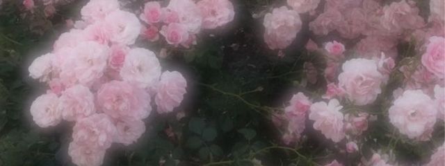 사나🩰さんの壁紙画像