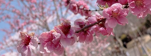 碧衣さんの壁紙画像