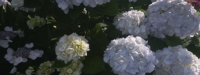 mzkさんの壁紙画像