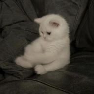 噂さんのアイコン画像