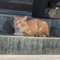 とあさんのアイコン画像