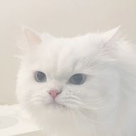 xKaraKalさんのアイコン画像