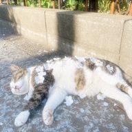 めめこさんのアイコン画像