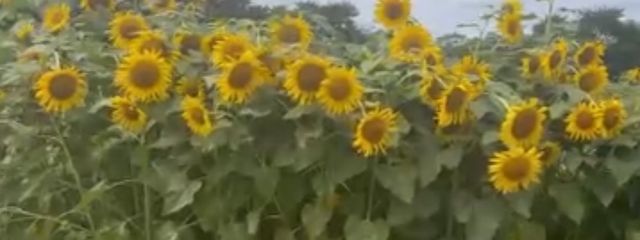 めろさんの壁紙画像