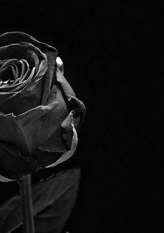 黒薔薇の花に私は恋をする