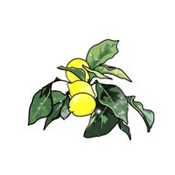 🍋レモン🍋さんのアイコン画像