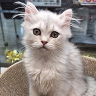 木村舞衣さんのアイコン画像