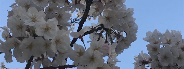 月夜見さんの壁紙画像