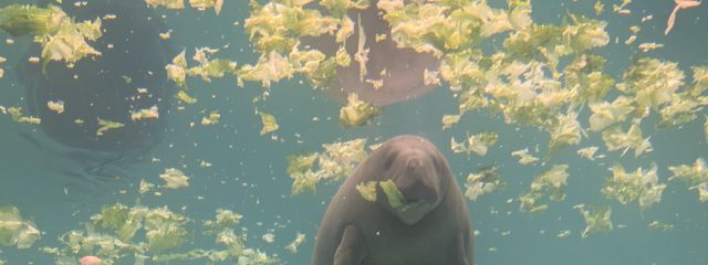 レモン猫さんの壁紙画像