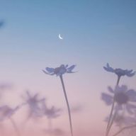 紫苑さんのアイコン画像