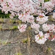 猫さんのアイコン画像