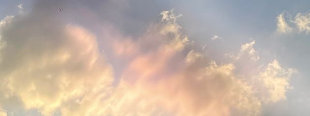 実験体さんの壁紙画像