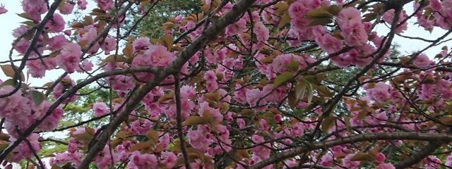 桜木ほのかさんの壁紙画像
