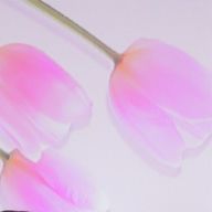 あやさんのアイコン画像