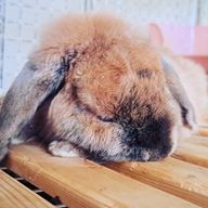 みさみささんのアイコン画像