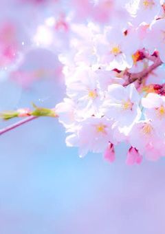 あの桜が舞い散る日