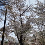 ゆあんさんのアイコン画像