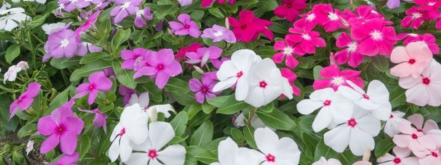 歌うみっくさんの壁紙画像