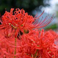 歌うみっくさんのアイコン画像