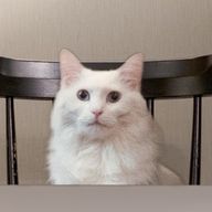 りな@甘味さんのアイコン画像