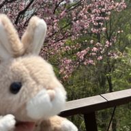 こはくとうのかけら@投稿激減さんのアイコン画像