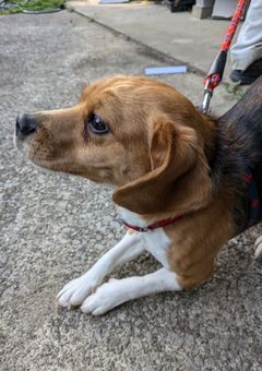 ツユに関する問題