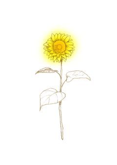 ひまわりらびりんすっ！