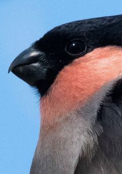 whistle Bullfinch