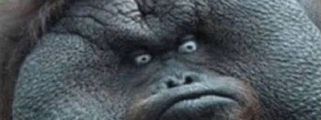 ゆらさんさんの壁紙画像