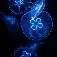 海月 倫さんのアイコン画像