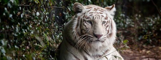 寅まんじゅうさんの壁紙画像